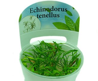 Эхинодорус Теннелус (меристемное растение),d 6,5 см